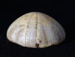 Holectypus depressus (LESKE 1778) - Bild © FossNet FossilienStore